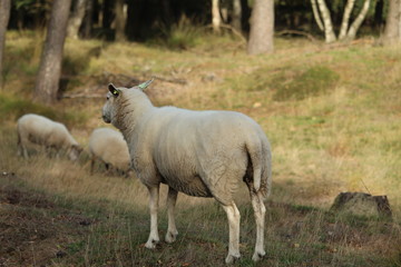 Fototapeta premium Sheep