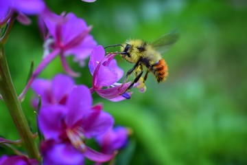 Bumble bee (Bombus huntii, Hymenoptera, Apidae, Bombinae) collecting pollen and nectar from wild flowers along hiking trails to Doughnut Falls in Big Cottonwood Canyon, in the Wasatch front Rocky Moun