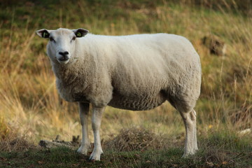 Obraz na płótnie Canvas Sheep