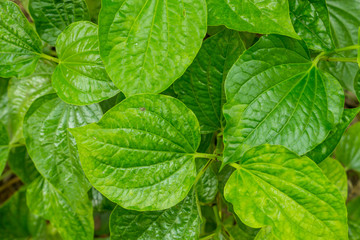 Wild Betel Leafbush