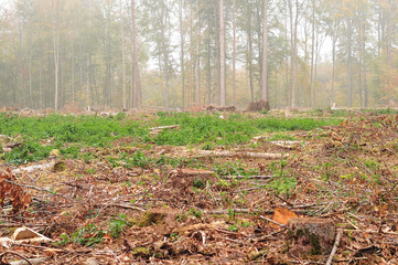 view over harvested area in timber forest
