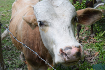 Fototapeta na wymiar cow in field