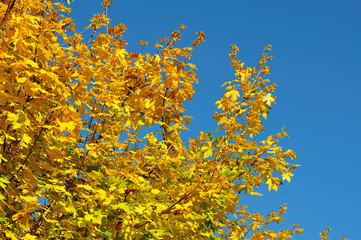 bright yellow leaves of a maple tree