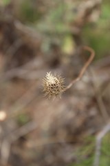 dandelion in field