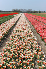 Red and white flower fields in Keukenhof, The Netherlands
