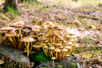 Kuehneromyces mutabilis mushrooms