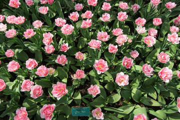 Fototapeta premium Multicolors flowerbeds in the Keukenhof parc, The Netherlands