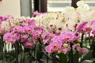 Obraz premium Color blooming orchid - Phalaenopsis
