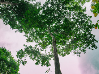 Look up to the Giant tree in the way to the top of Khao Luang mountain in Ramkhamhaeng National Park,Sukhothai province Thailand