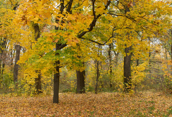  Beautiful autumn state of nature