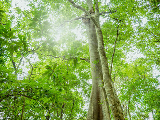 Look up to the Giant tree in the way to the top of Khao Luang mountain in Ramkhamhaeng National Park,Sukhothai province Thailand