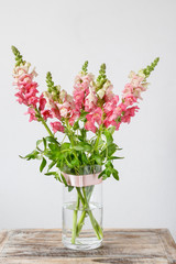 Obraz premium Pink matthiola flowers.
