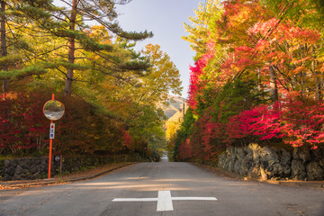 <<軽井沢>>　紅葉の風景