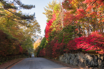 <<軽井沢>>　紅葉の風景