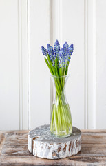 Blue muscari flowers (Grape hyacinth)