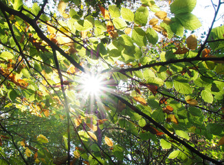 Obraz premium Sonnenstrahlen im Herbstwald