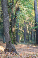 Autumn forest and rays of sun
