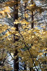 Yellow maple trees in autumn