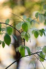 Closeup view on leaves in autumn season park