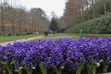 Hyacinthus is a small genus of bulbous