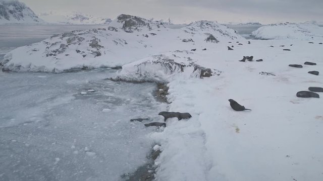 Swimming, resting seals. Antarctica polar landscape. Marine wildlife. Group of seals swim in ice frozen ocean water. Snow covered Antarctic surface. Amazing winter landscape. 4k footage.