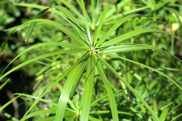 papyrus,green,garden,leaf,natural,plant