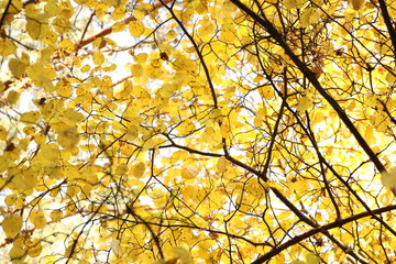 Naklejka na ściany i meble Autumn golden leaves in sunlight