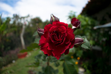 red rose in garden