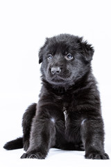 german shepherd working line puppies portrait