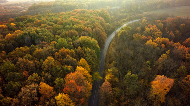 Autumn forest drone aerial shot, Overhead view of foliage trees and road