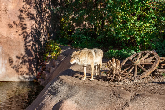 Wolf in the forest