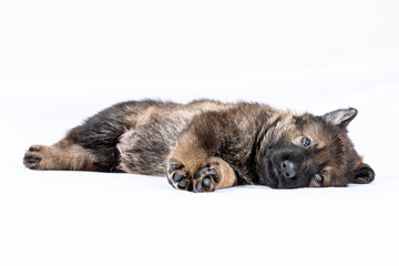 german shepherd working line puppies portrait