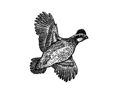 quail silhouette clip art