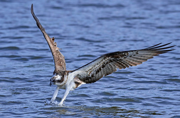 Osprey (Pandion haliaetus)