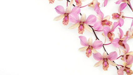 Naklejka na ściany i meble The pink orchid flower on a white background.