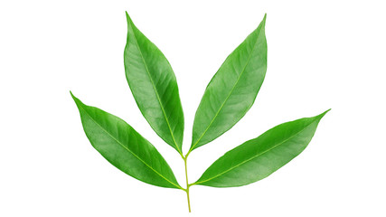 Green lychee leaf on a white background.