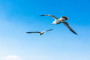 Fototapeta na wymiar Seagulls flying in the blue sky.