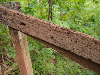 Ants on Wooden handrails in the way to the top of Khao Luang mountain in Ramkhamhaeng National Park,Sukhothai province Thailand