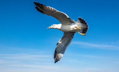 Seagulls flying in the blue sky.