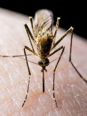Yellow Fever, Malaria or Zika Virus Infected Mosquito Insect Bite on Black Background