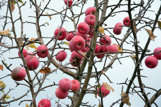 Wild apple tree with many ripe apples and leafless branches