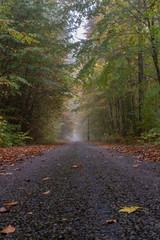 Fototapeta na wymiar A local road in a deciduous misty forest. Branches of deciduous trees in the fog.