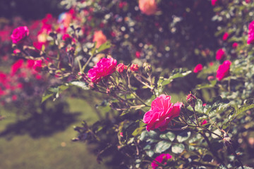 Red flowers in the green garden. Rose blossoms on blurred background
