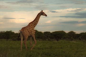 giraffe in the bush at sunset against the sky   in the Etosha Park,