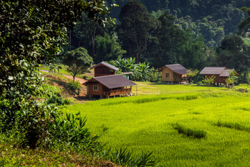 Naklejka na ściany i meble Rice field on the hill in Chiang Mai, Thailand