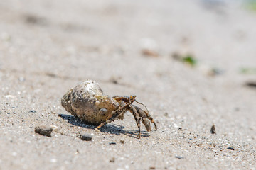 Small mollusk hermit crab crawling out of shell on a beach of Pacific Ocean, Oregon.