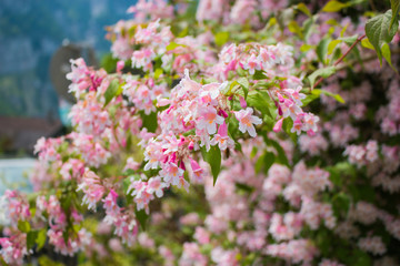 Closeup pink flowers in the green garden. Sakura blossoms over blurred background