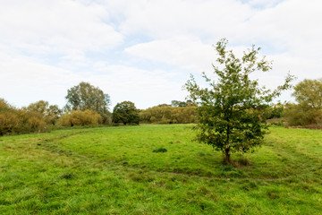 Fototapeta na wymiar small oak tree in a field