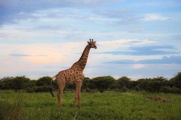 giraffe in the bush at sunset against the sky   in the Etosha Park,