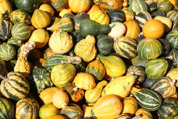 Herbst -K&uuml;rbisimpression